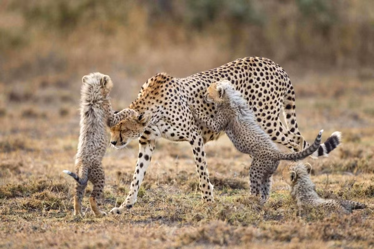 Bên cạnh đó, báo đốm mẹ cũng nổi tiếng là yêu chiều con mình, chúng có thể để mặc những đứa con chơi đùa "dày vò" cơ thể mình ngay cả khi đã rất mệt mỏi. Nguồn: Daily Mail