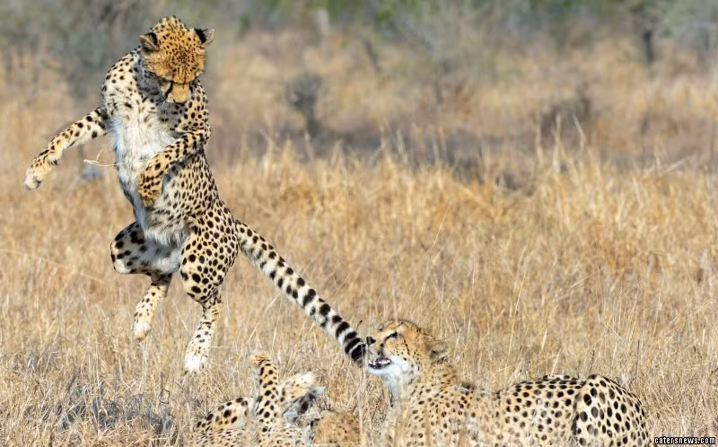 Sau đó, báo đốm mẹ quyết định sẽ đến và tham gia vào trò chơi của hai anh em báo đốm. Tuy nhiên, những con báo đốm con tinh nghịch đã khiến mẹ mình phải hối hận khi bày trò bẫy mẹ, khiến mẹ chúng phải bật nhảy lên không trung để không dẫm vào chúng. Nguồn: Daily Mail