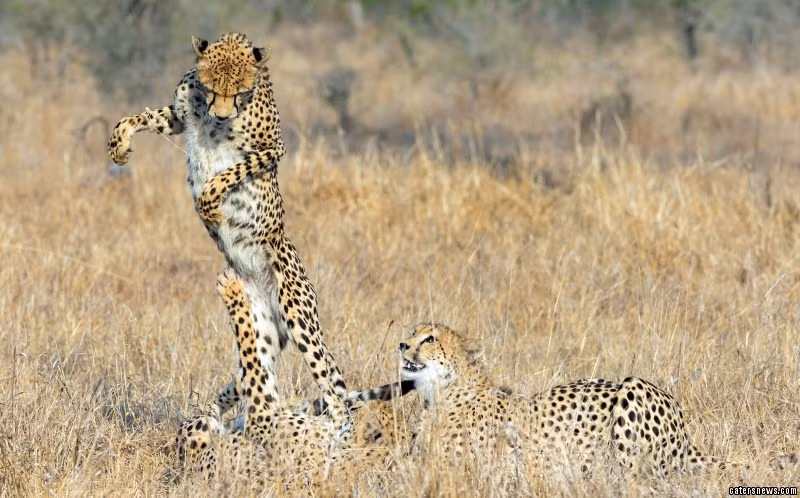 Theo nhiếp ảnh gia chia sẻ, lúc đầu khi người hướng dẫn chỉ cho anh và nhóm của mình nhìn thấy những cảnh tượng thú vị, David vội đưa máy ảnh lên để ngắm thì trò chơi mới chỉ bắt đầu và chỉ có những con báo con đùa nghịch với nhau, mẹ chúng ở gần và quan sát hành vi của báo đốm con. Nguồn: Daily Mail