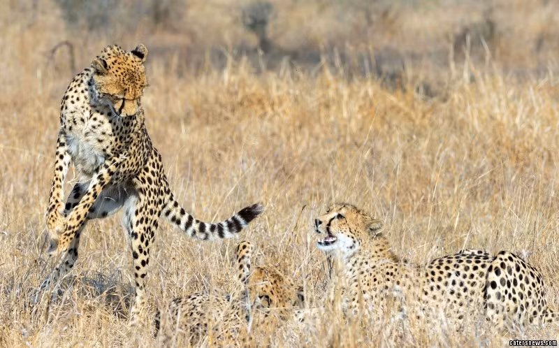 Sau khi hạ cánh an toàn, báo đốm mẹ nghiêm mặt cảnh cáo con báo đốm anh không được làm hư cô em gái của mình bằng những trò tinh quái và cả gia đình lại vui vẻ, quây quần bên nhau. Nguồn: Daily Mail