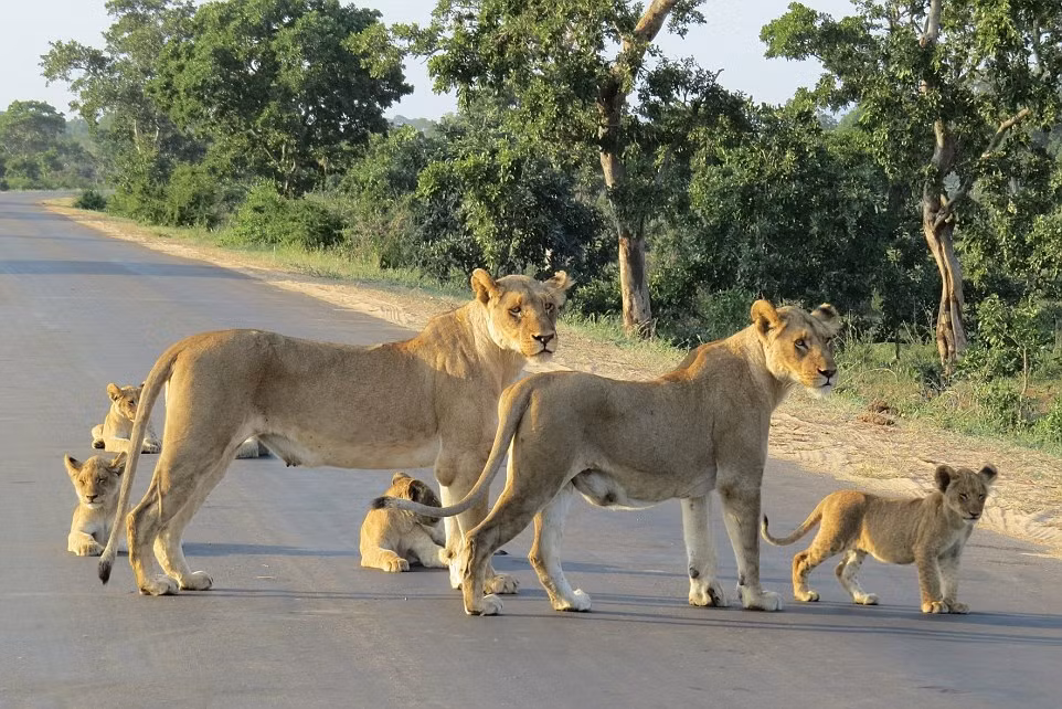 Trước khi quay lại vào rừng, nhường đường cho chiếc xe của khách tham quan, những con sư tử cái còn đứng tạo dáng rất duyên trên đường. (Nguồn Dailymail)