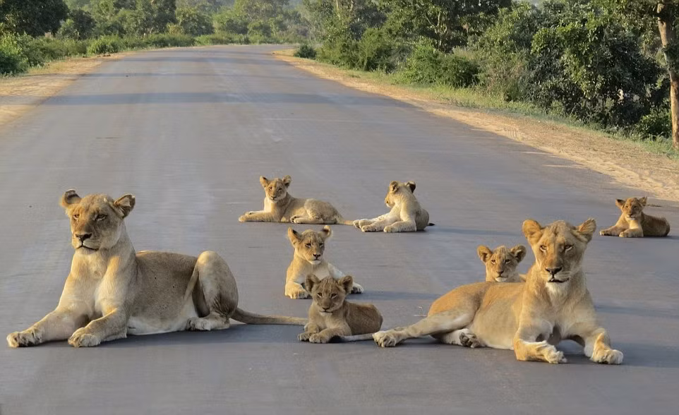 Tại công viên quốc gia Kruger ở Nam Phi, du khách Elsa de Kock đã may mắn ghi lại được khoảnh khắc gia đình sư tử đại náo, gây sự chú ý bằng cách nằm la liệt trên đường cái. (Nguồn Dailymail)
