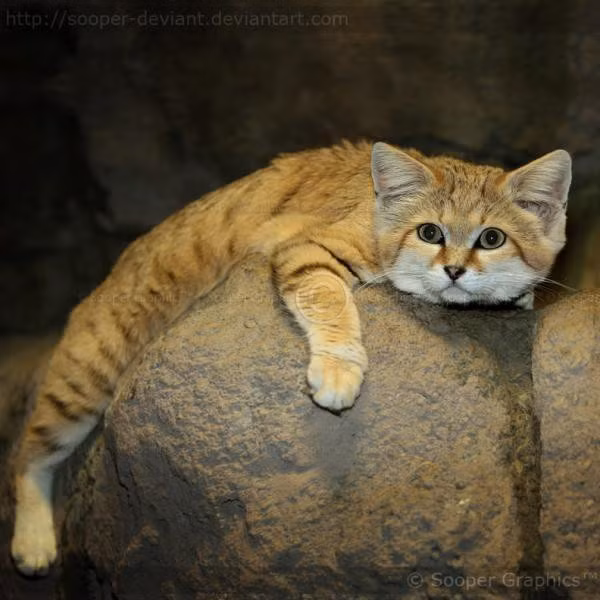 Mèo cát là loài thích sống cô độc, chúng sẽ không giao lưu với đồng loại trừ mùa giao phối. Thời kỳ động dục của mèo cát kéo dài chừng 5-6 ngày, trong thời kỳ này các cá thể mèo tăng cường kêu và đánh dấu sự hiện diện bằng mùi. Chúng giao tiếp với nhau bằng mùi và các vết cào trên các vật thể trong tầm kiểm soát của chúng, và cả bằng nước tiểu. Nguồn: Smalliving