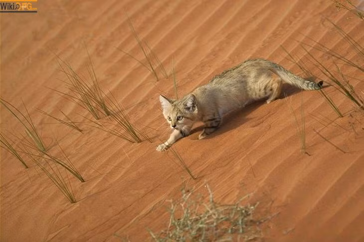 Bộ lông mèo cát có màu vàng nhạt như màu của cát, điểm xuyết những vằn vàng xanh khó nhìn thấy, phần cằm và bụng của chúng có màu trắng. Vào mùa đông, lông của mèo cát sẽ mọc cực dày và dài, chiều dài sợi lông có thể lên đến 5,1cm. Nguồn: Smalliving
