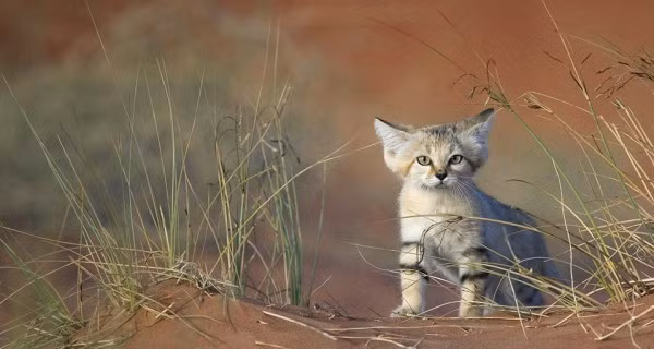 Những con mèo cát con lớn rất nhanh, chỉ một năm sau đó chúng đã trưởng thành và sống độc lập, không phụ thuộc vào bố mẹ và anh chị em của mình. Nguồn: Smalliving
