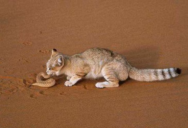 Ngoài vẻ đáng yêu do bộ lông bông xù và khuôn mặt ngố khó có loài mèo nào khác địch nổi, loài mèo cát quý hiếm nổi tiếng với khả năng chống hạn siêu cường của mình. Chúng có thể sống trong những vùng đất cực kỳ khô hạn, thậm chí khô hạn tới mức cả mèo rừng châu Phi cũng không chịu nổi như các vùng sa mạc Sahara, sa mạc Ả Rập, các vùng hoang mạc của Iran và Pakistan. Nguồn: Smalliving