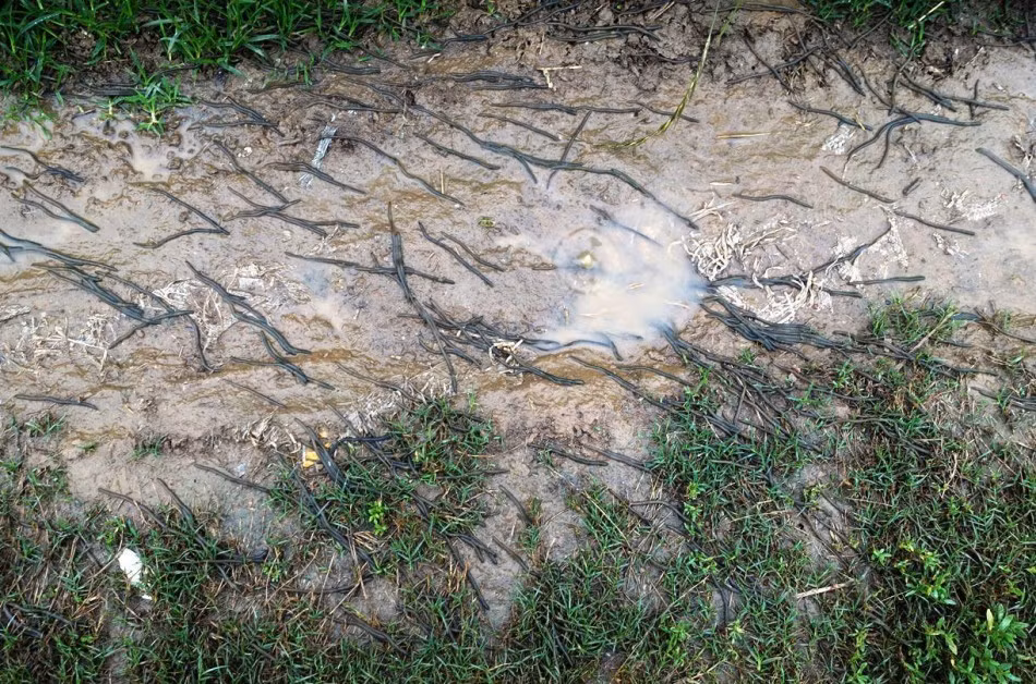 Ghe ron canh hang ngan con giun bo lom ngom day duong