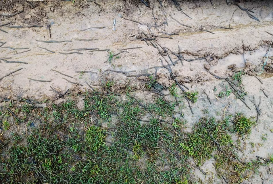 Nguyên nhân được cho là do mưa lớn, nước úng ngập khiến họ hàng giun đất bị ngạt thở, buộc phải chui ra khỏi lòng đất để có thể hô hấp qua da. (Nguồn Sina)