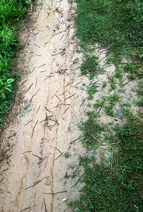 Không chỉ có những con giun đất màu đen mà người dân cũng ghi nhận có cả những con rắn bò lảng vảng quanh đây sau khi cơn mưa to qua đi. Có lẽ chúng bị mất nơi trú ẩn nên đang trên đường tìm nơi ở mới. (Nguồn Sina)