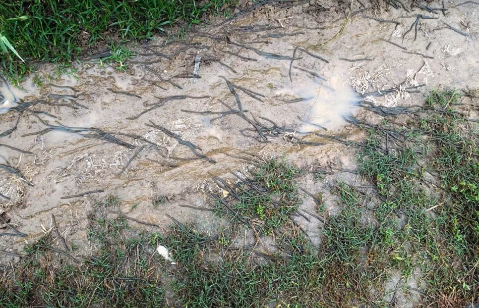 Nhiều đoạn những con giun chui lên quá nhiều khiến đoạn đường biến thành "đường đen", trông vô cùng dọa người. (Nguồn Sina)