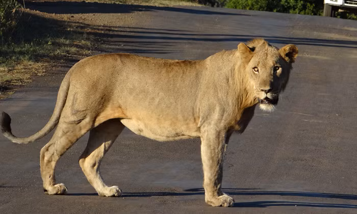 Tại Hluhluwe Imfolozi Game Reserve, khu bảo tồn động vật hoang dã lâu đời nhất châu Phi, Tim Brown và nhóm của mình đã nhìn thấy một con sư tử cái đói mồi đang đi lang thang tìm kiếm thức ăn, nó nhìn thấy một con linh dương impala nhưng đáng tiếc không kịp săn giết. Nguồn: Africa Geographic