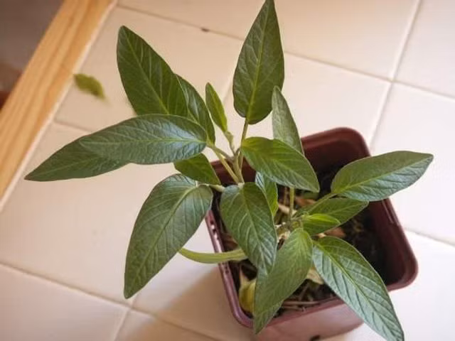 Chính vì vậy, không chỉ các nhà vườn ở Đà Lạt (Lâm Đồng), Sapa (Lào Cai) đua nhau nhập giống cây này về trồng mà nhiều người tại các đô thị lớn như Hà Nội, TP.HCM cũng mua về trồng làm cây bonsai, cây cảnh trong gia đình.