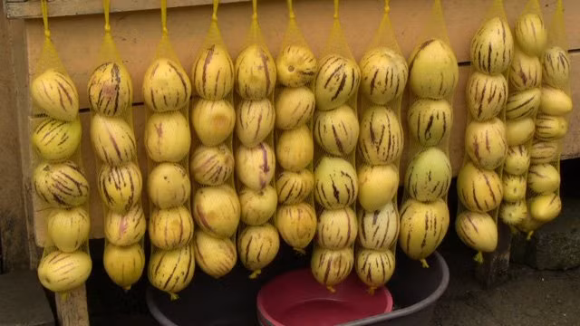 Dưa pepino hay còn có tên gọi khác là dưa hấu Nam Mỹ là một loại cây ăn quả trái nhỏ khoảng 200-300gram có nguồn gốc từ Nam Mỹ.