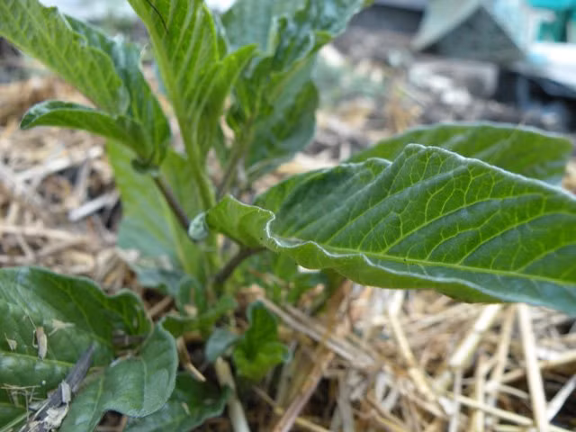 Dưa pepino trưởng thành có thể cao tới 2m và nếu được chăm sóc kỹ lưỡng, sản lượng thu hoạch của nó có thể gấp 2 đến 3 lần so với trồng tự nhiên.