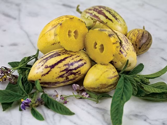 Nhiều bà nội trợ rất thích thú tìm hiểu và săn mua hạt, cây giống để trồng.