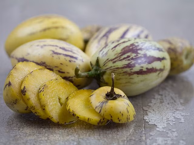 Khi trồng pepino, bạn cần lưu ý đây là giống dưa giống như họ cà chua, cà tím…,có đặc điểm cực kỳ hấp dẫn đối với bọ cánh cứng, rệp, ruồi trắng và nhện.