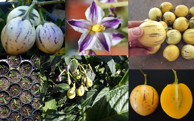 Được gọi là giống dưa "sang chảnh" bởi dưa pepino là loại dưa ít được xuất khẩu vì quả của nó rất nhanh hỏng và khó bảo quản, lại có chi phí cao nên đa số ở nước ngoài chúng đều được trồng ngay ở bản địa bằng cây giống hoặc hạt giống.