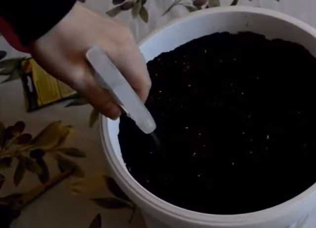 Hàng ngày tưới nước 2 lần sáng - chiều giữ ẩm cho đất.