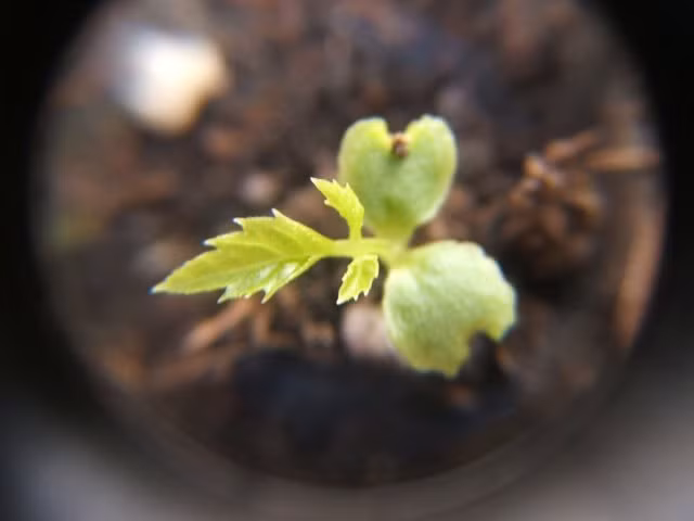 Khi cây con có 4 – 5 lá thật, cao 10 – 12 cm, khỏe mạnh, thân mập là có thể nhổ đem trồng ra chậu.