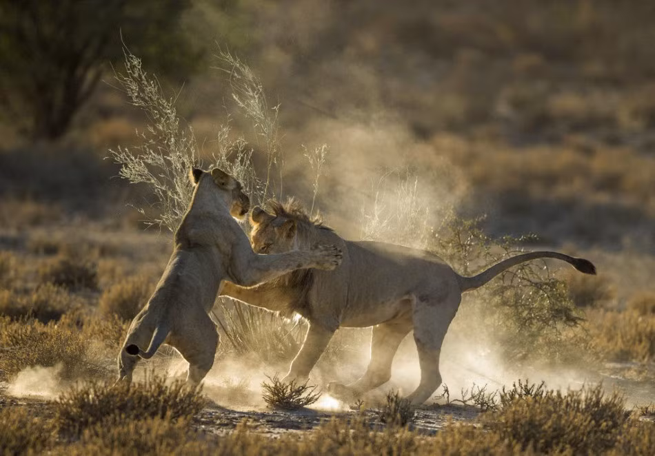 Trong lần ghé thăm công viên động vật hoang dã Kgalagadi Transfrontier, nhiếp ảnh gia Jaco Marx đã ghi lại được cảnh tượng vô cùng thú vị khi vợ chồng sư tử kịch chiến.