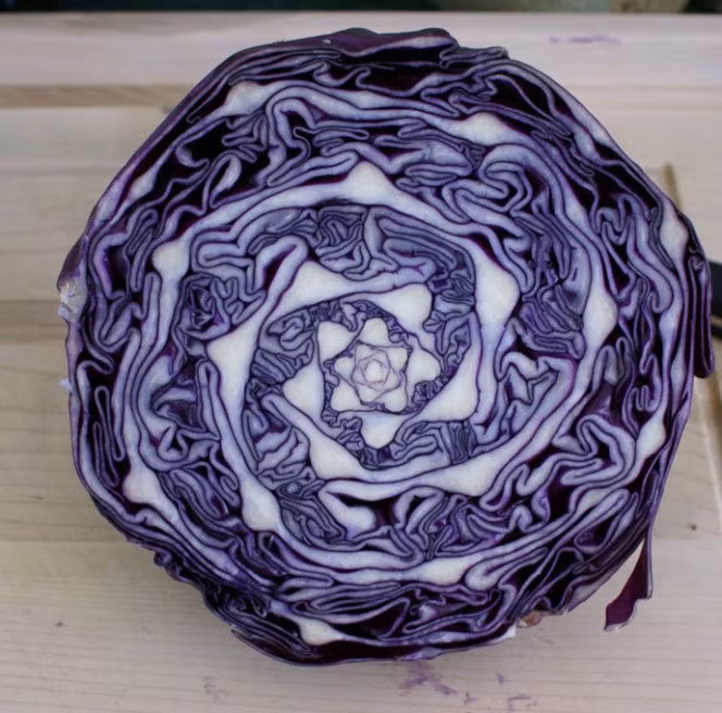 Những hình học lặp lại đẹp kinh ngạc trong một cây bắp cải tím cho người xem cảm giác được sự kỳ diệu của mẹ thiên nhiên. (Nguồn Boredomtherapy)