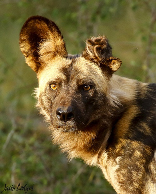 Nhiếp ảnh gia Anja Riise trong lần đến thăm Botswana đã ghi lại được màn săn mồi siêu tốc độ của đàn chó hoang châu Phi, khiến người xem vô cùng kích thích. Nguồn: Africa Geographic