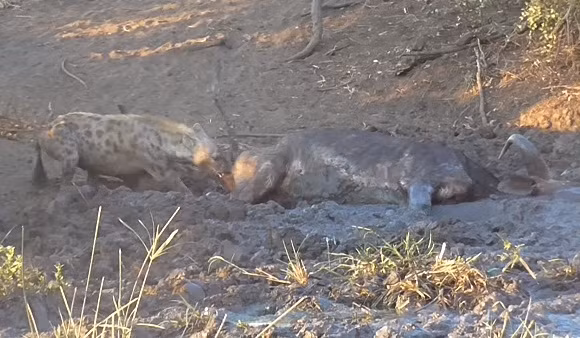 Không ngoài dự đoán, con trâu rừng bị lún và không thể nhấc chân ra khỏi vũng bùn. Mặc dù đã cố gắng hết sức nhưng cuối cùng trâu rừng bất lực ngã xuống bùn, nằm hấp hối. Nguồn: Africa Geographic