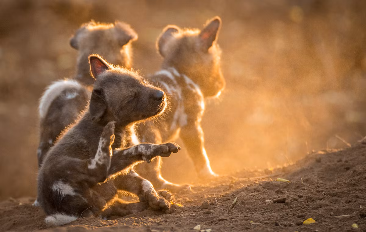Đây là những chú chó con được mẹ chúng gọi dậy sau một giấc ngủ trưa dài trong hang. Ánh nắng chiếu rọi trên những thân hình bé nhỏ khiến người xem có cảm giác yên bình. (Nguồn Africa Geographic)