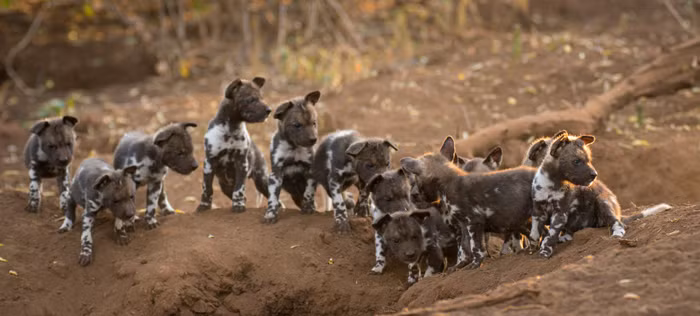 Khi còn bé, những chú chó con sẽ chỉ bú sữa mẹ và ngủ. (Nguồn Africa Geographic)