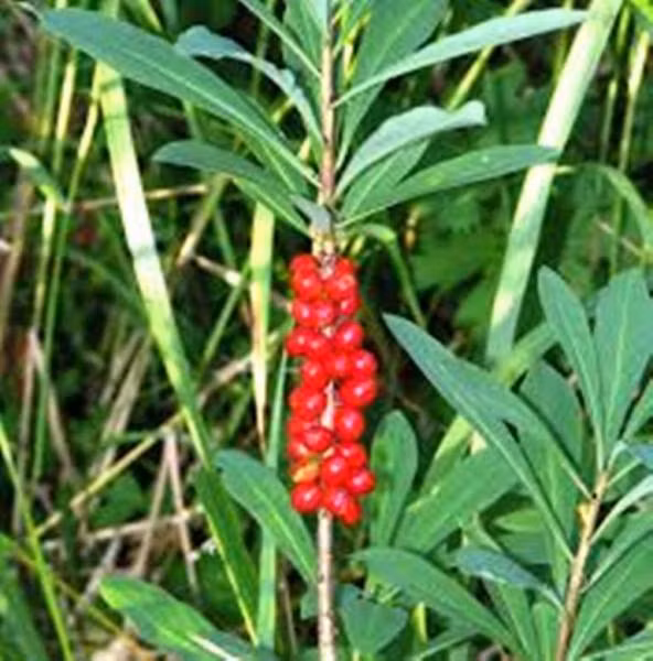 Daphne là một tên của một loài thực vật kỳ lạ. Quả Daphne có vị và hình dáng khá giống như nho nhưng lại có màu sắc như những hạt lựu đỏ. Trái cây Daphne chứa Daphnetoxin, gây ra hiện tượng nghẹn và cảm giác khó thở. Bạn cần phải rất cẩn thận tìm thấy loại quả này trong tự nhiên. (Nguồn Invorma)