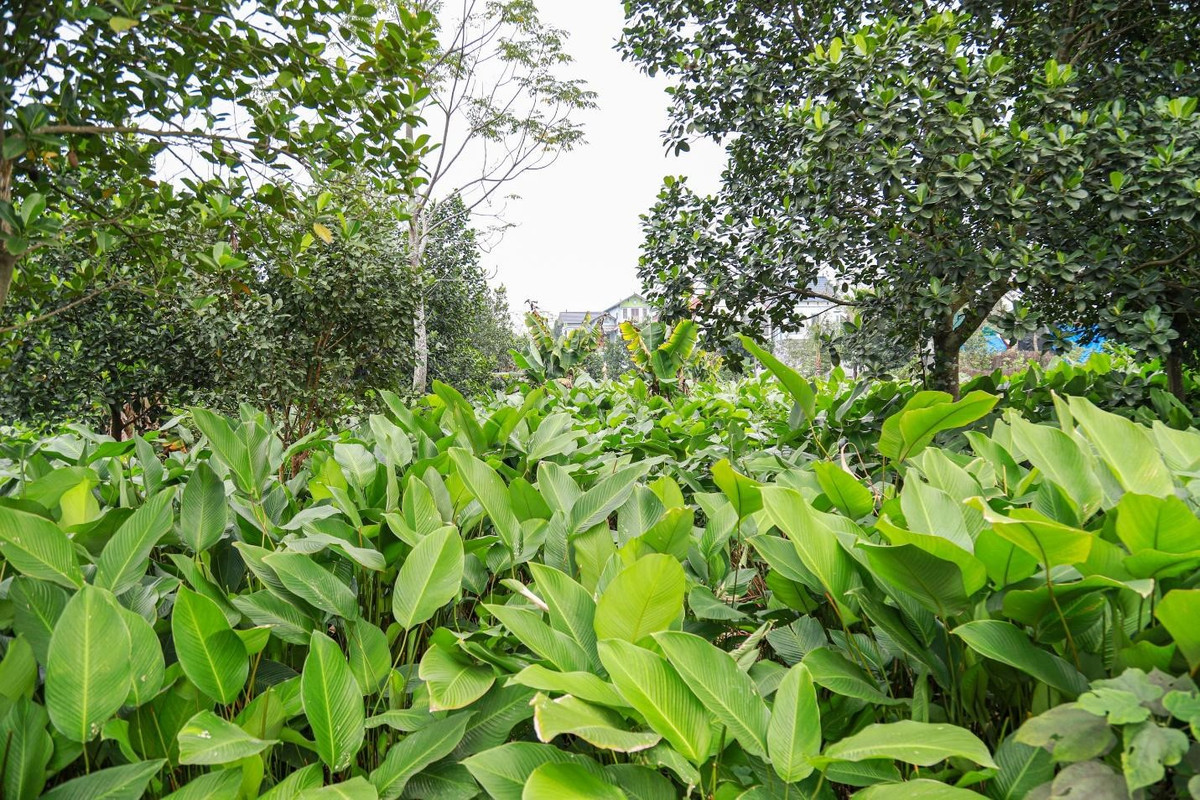 Đều đặn mỗi tháng, người Tràng Cát lại đi dọn chân lá một lần. Những lá xấu, bé bán cho người có nhu cầu gói thực phẩm, gói quà bánh. Đến khoảng tháng 9 người dân sẽ ngưng cắt, sau đó bước vào thời kỳ chăm thúc cây cho lá to và đẹp để phục vụ Tết Nguyên đán.