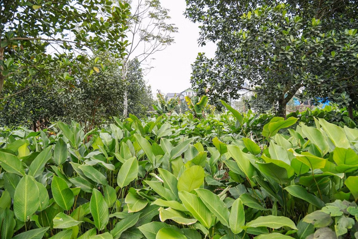 Đều đặn mỗi tháng, người Tràng Cát lại đi dọn chân lá một lần. Những lá xấu, bé bán cho người có nhu cầu gói thực phẩm, gói quà bánh. Đến khoảng tháng 9 người dân sẽ ngưng cắt, sau đó bước vào thời kỳ chăm thúc cây cho lá to và đẹp để phục vụ Tết Nguyên đán.