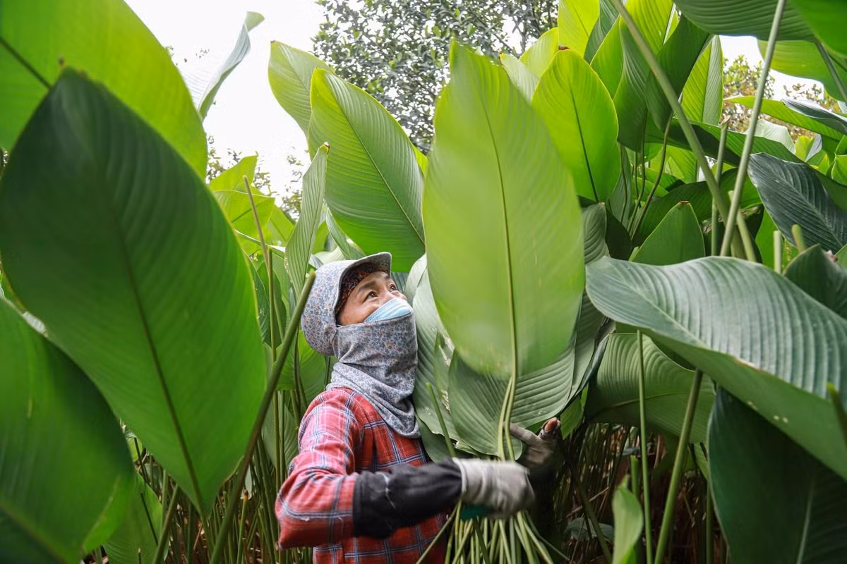 Theo người dân, lá dong để bán ra nước ngoài phải được chuẩn bị kỹ càng, lá phải được cắt dài cuống, bó thật chặt, không nhúng qua nước mới tươi lâu. Lá dong sau khi thu hoạch sẽ được sắp xếp thành từng bó, rửa nước sạch rồi vận chuyển đến cơ sở thu mua. Để lá dong đẹp, người dân phải dùng dao cắt cuống, sau đó dọn vườn, bón phân cho đến khi lên lá mới rồi phun thuốc sâu. Nước được tưới thường xuyên để cây đẻ cây con, không phải trồng lứa mới. Nhờ đó, lá dong có thể bán quanh năm.