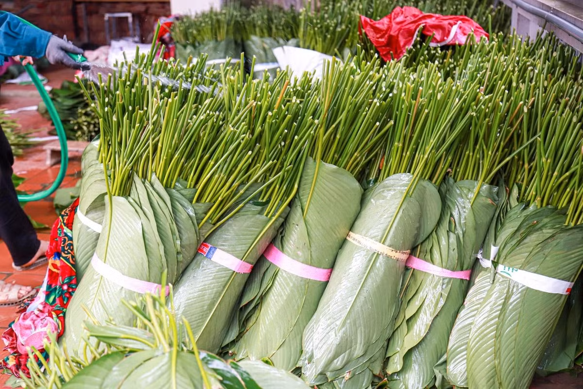 Nhờ có cây dong mà cuộc sống của người Tràng Cát cũng sung túc, ổn định hơn. Với 2 sào lá, sau khi trừ chi phí thì những hộ gia đình nơi đây cũng có thu nhập hơn mười triệu đồng để sắm sửa cho ngày Tết. Cùng với cây cam cây bưởi, người dân nơi đây luôn bám đất, gắn bó với cây dong, tiếp tục gìn giữ và phát triển làng.