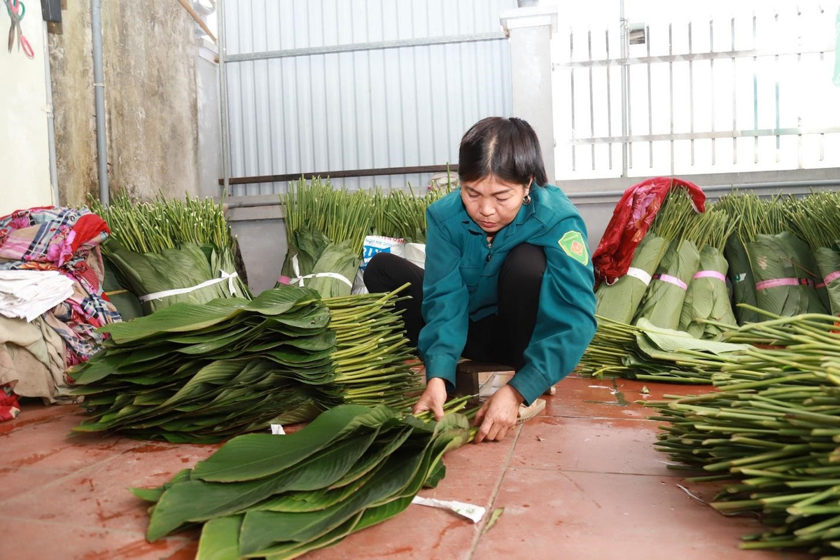 Hiện nay, cả thôn Tràng Cát có khoảng 50-60 mẫu trồng lá dong. Gia đình trồng nhiều thì có tới 5-6 sào, nhà trồng ít thì cũng phải 1-2 sào. Hai năm trở lại đây, diện tích lá dong của cả thôn có xu hướng tăng lên.