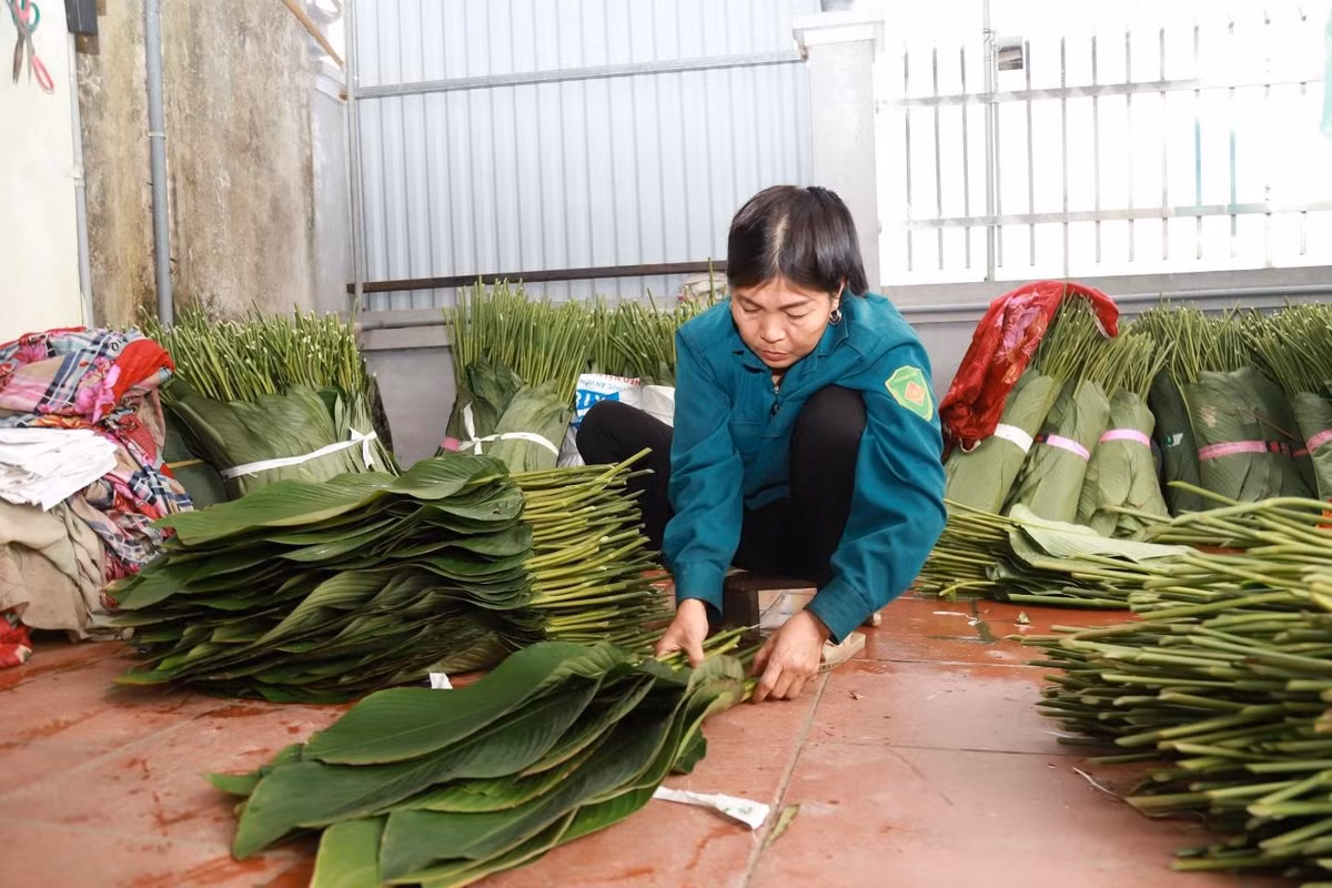 Hiện nay, cả thôn Tràng Cát có khoảng 50-60 mẫu trồng lá dong. Gia đình trồng nhiều thì có tới 5-6 sào, nhà trồng ít thì cũng phải 1-2 sào. Hai năm trở lại đây, diện tích lá dong của cả thôn có xu hướng tăng lên.