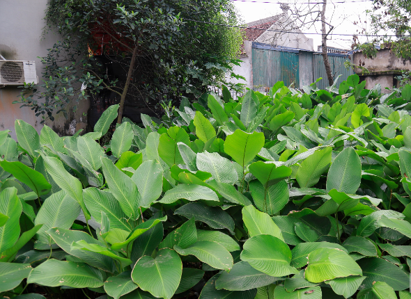 Không khí nhộn nhịp “ăn lá dong, ngủ lá dong” sẽ bắt đầu từ rằm tháng Chạp cho đến tận ngày 30. Bởi vậy mà trẻ con trong làng không đếm ngày đếm tháng, mà chỉ nhìn trong vườn khi nào hết lá dong thì tức là Tết đã về.