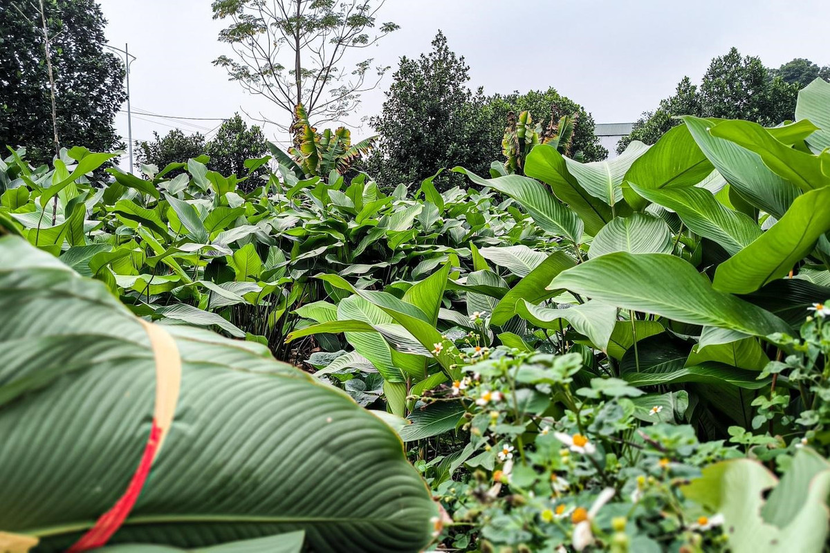 Khác với trồng lúa, trồng màu, trồng lá dong không yêu cầu nông dân phải một nắng hai sương. Chỉ cần tưới nước, bón phân, làm cỏ, cắt lá sâu thì cây sẽ đẹp và tươi tốt, ươm một lần có thể cho thu hoạch vài năm. Thế nên, ở Tràng Cát có đến hàng trăm hộ trồng loại cây này. Cận tết, màu xanh của lá dong tràn ngập đường làng.