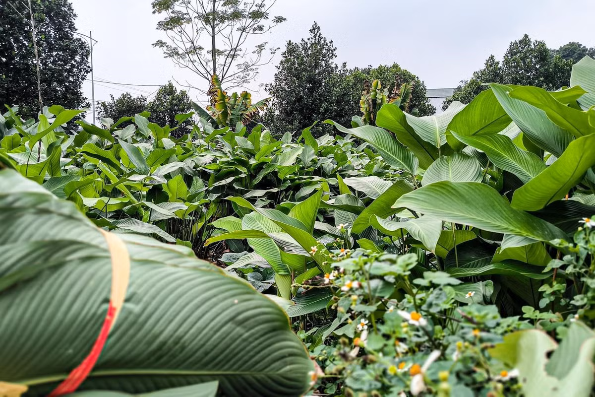 Khác với trồng lúa, trồng màu, trồng lá dong không yêu cầu nông dân phải một nắng hai sương. Chỉ cần tưới nước, bón phân, làm cỏ, cắt lá sâu thì cây sẽ đẹp và tươi tốt, ươm một lần có thể cho thu hoạch vài năm. Thế nên, ở Tràng Cát có đến hàng trăm hộ trồng loại cây này. Cận tết, màu xanh của lá dong tràn ngập đường làng.