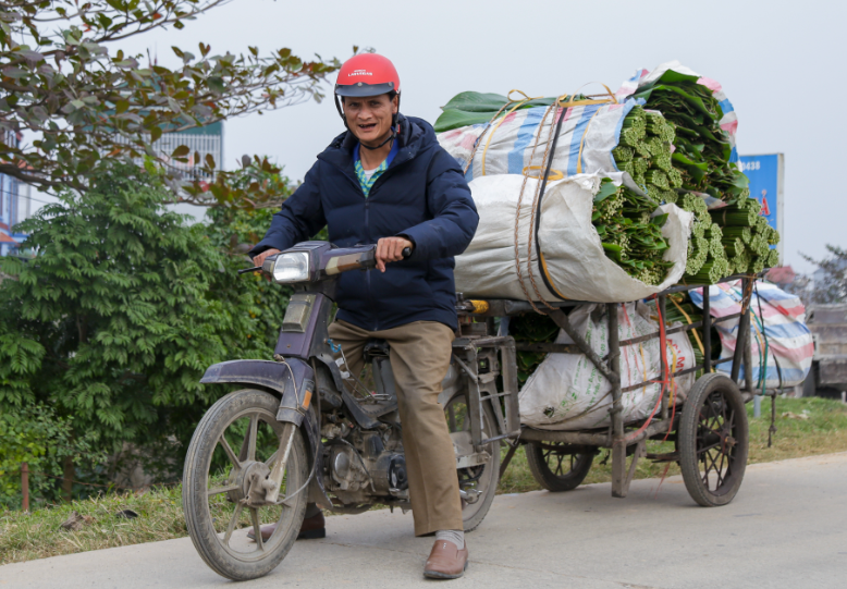 Khoảng từ 20 tới 25 tháng Chạp là cao điểm của vụ thu hoạch. Ô tô, xe máy về lấy lá chuyên chở đi các nơi, khung cảnh nhộn nhịp người xe qua lại chật kín đường làng. Không ít ngày vì đông khách mà người trồng phải cắt lá, phân loại, xếp lá từ sáng sớm đến khuya. Năm nào lá dong lên đều và đẹp, không khí của cả làng đều náo nức.