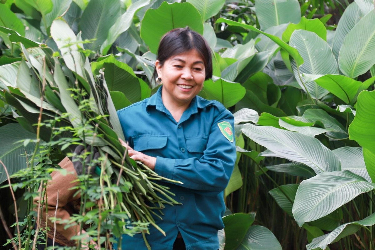 Bà Nguyễn Thị Khuyên cho biết, thời điểm đầu tháng 12 âm lịch là cao điểm thu hoạch lá dong. Họ cắt lá đến 26-27 âm lịch. Lá dong Tràng Cát thường là lá dong nếp, bản to, lá dày, đẹp. Dùng loại lá này khi gói bánh sẽ xanh và ngon hơn, không bị thâm.