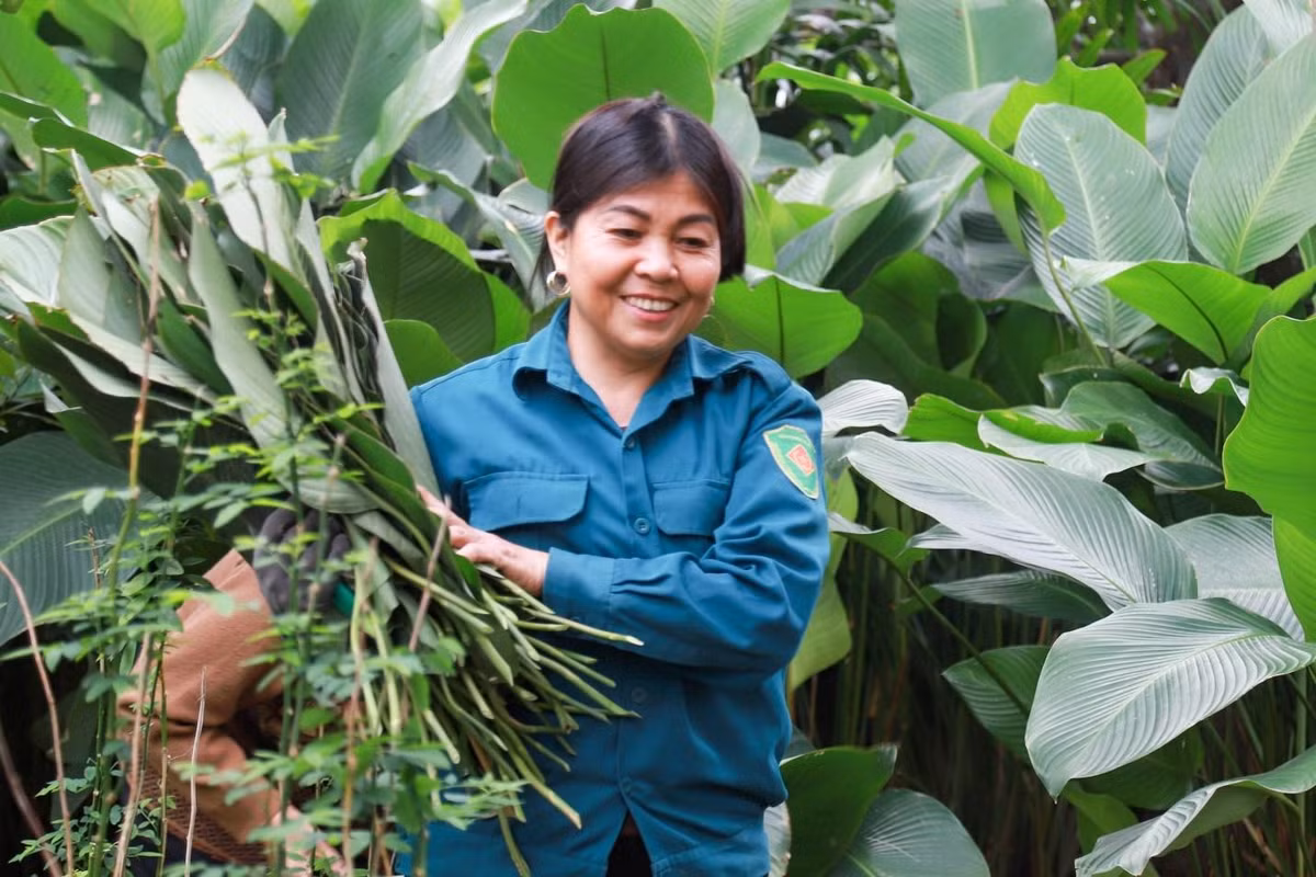 Bà Nguyễn Thị Khuyên cho biết, thời điểm đầu tháng 12 âm lịch là cao điểm thu hoạch lá dong. Họ cắt lá đến 26-27 âm lịch. Lá dong Tràng Cát thường là lá dong nếp, bản to, lá dày, đẹp. Dùng loại lá này khi gói bánh sẽ xanh và ngon hơn, không bị thâm.