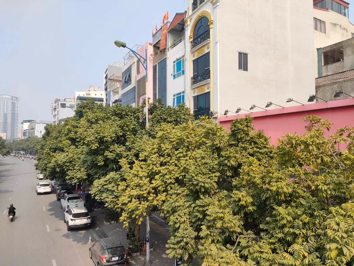 Sau nhiều năm được mặc "giáp sắt", những cây sưa đỏ quý hiếm trên đường Nguyễn Văn Huyên (quận Cầu Giấy, Hà Nội) đã phát triển xanh tốt, cao lớn hơn. Tuy nhiên, việc phát triển đã khiến thân và cành bị chà siết vào lồng sắt, gây tổn thương cây. 