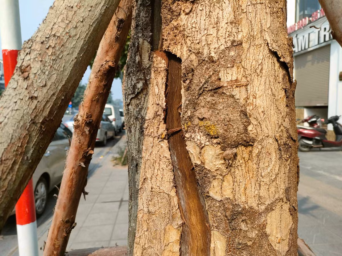 Các lớp vỏ đã bong tróc. 