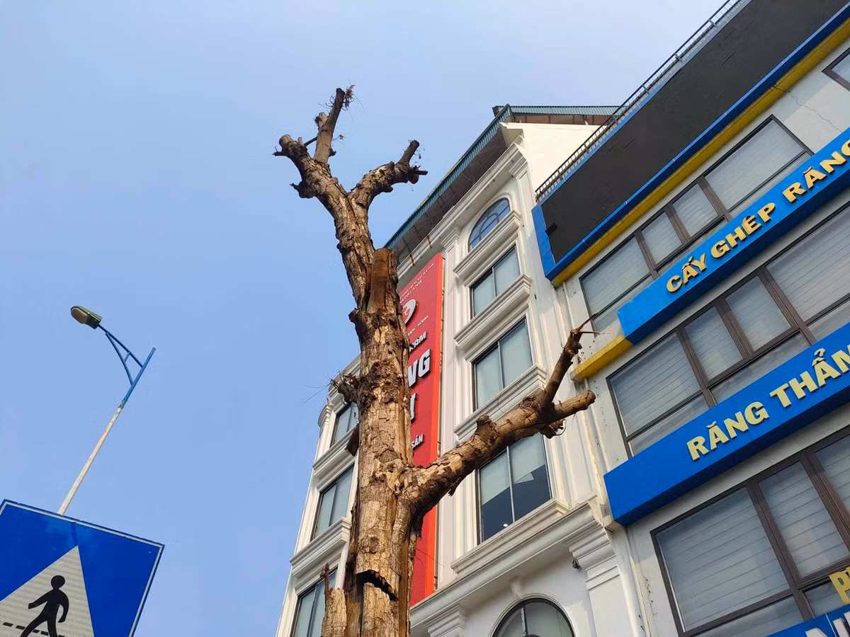 Theo quan sát của PV Báo Tri thức và Cuộc sống, hiện nay ngoài những cây sưa phát triển xanh tốt thì có một số cây có biểu hiện bị chết khô.