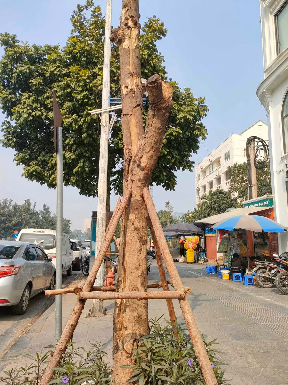 Một nhân viên bảo vệ ở phố Nguyễn Văn Huyên cho biết, nguyên nhân một số cây chết khô là do chịu ảnh hưởng từ bão Yagi dẫn đến cây bị đổ. 