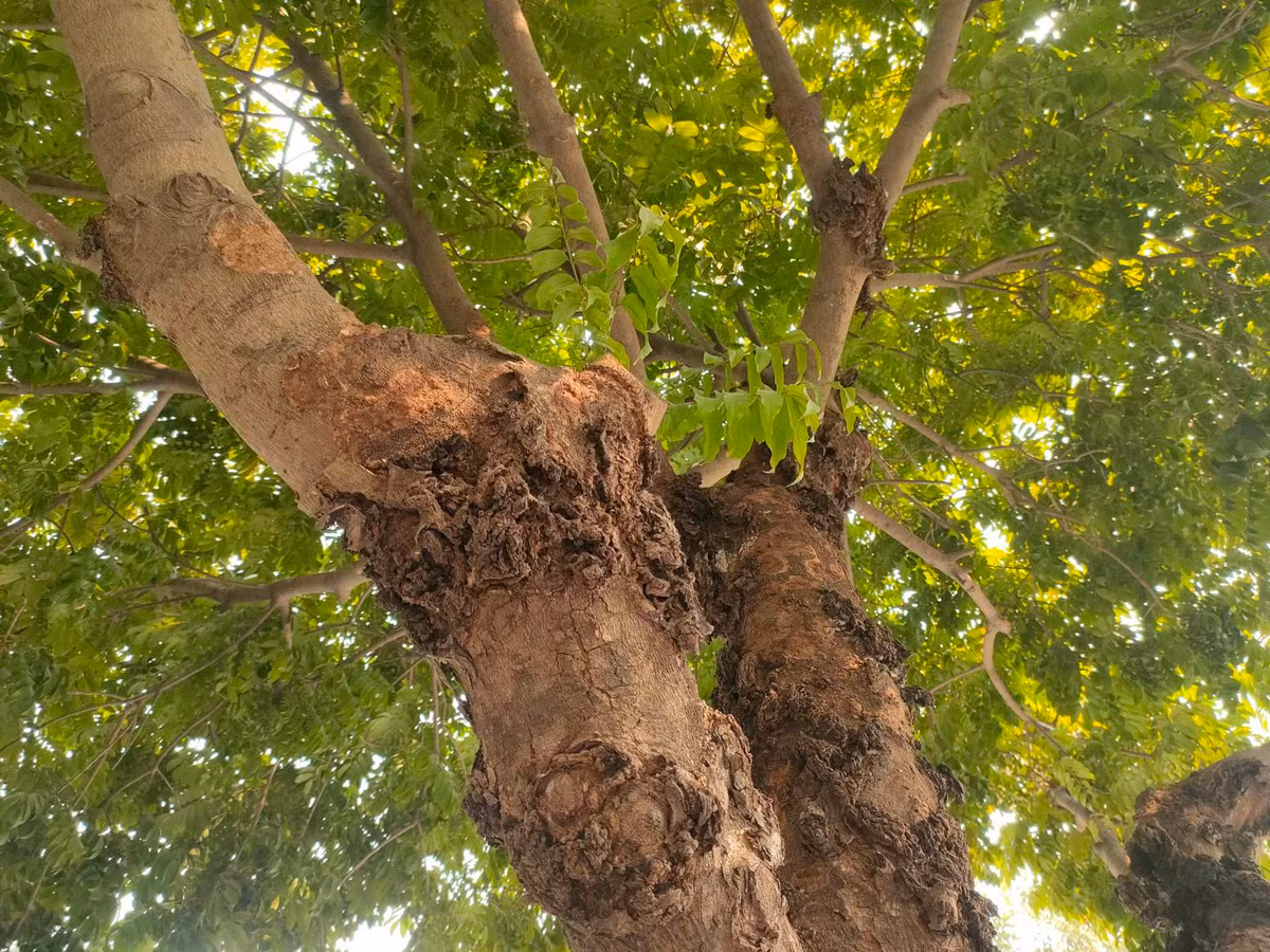 Lớp vỏ cây sưa bị sần sùi