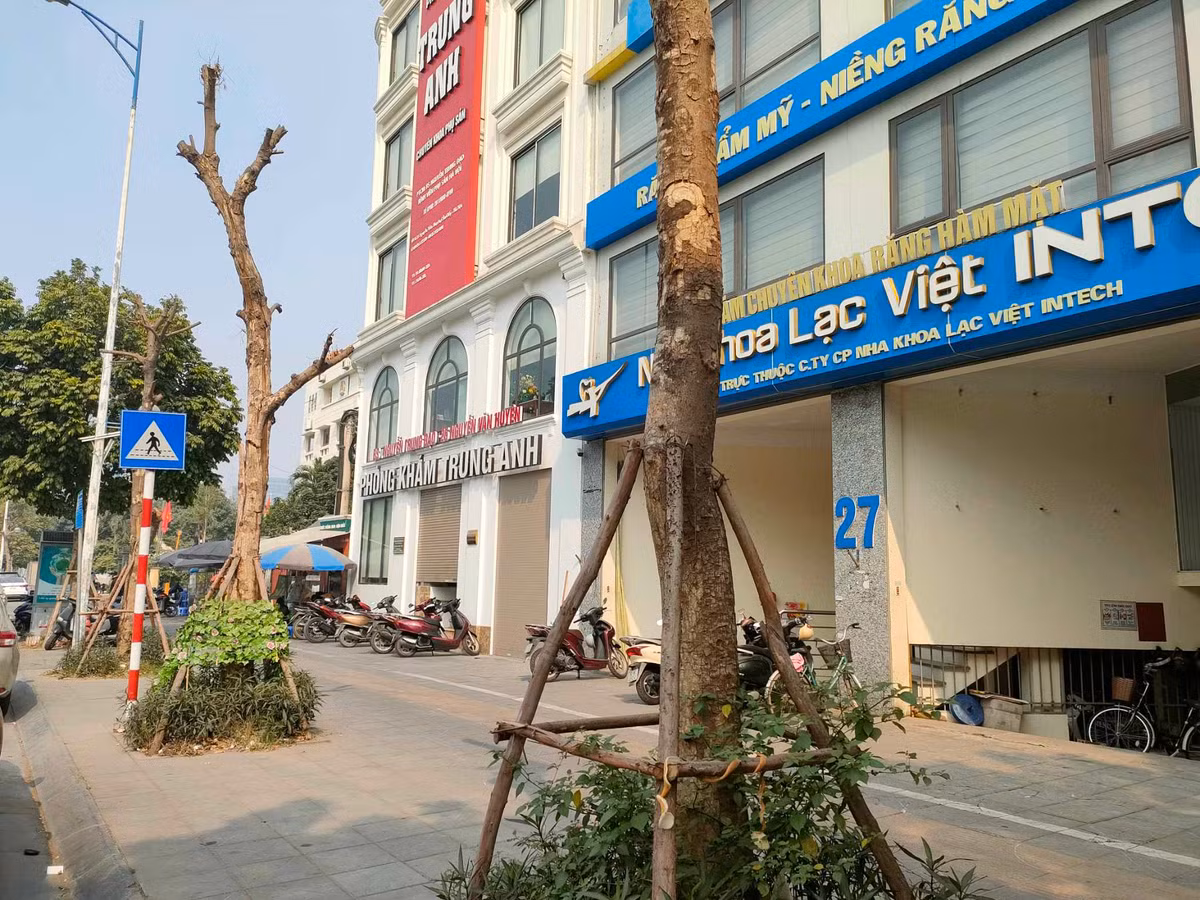 Sau đó, những cây bị đổ được cắt cành và trồng lại. Tuy nhiên, một số cây không còn biểu hiện của sự sống. 