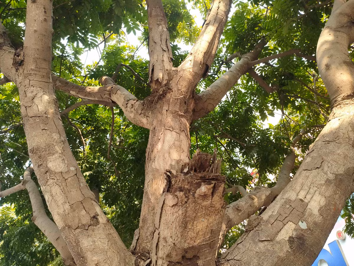 Được biết, các cây này đều có tuổi đời khoảng 20 năm. Loại cây này thuộc nhóm 1A trong sách đỏ Việt Nam, cấm khai thác mục đích thương mại. 