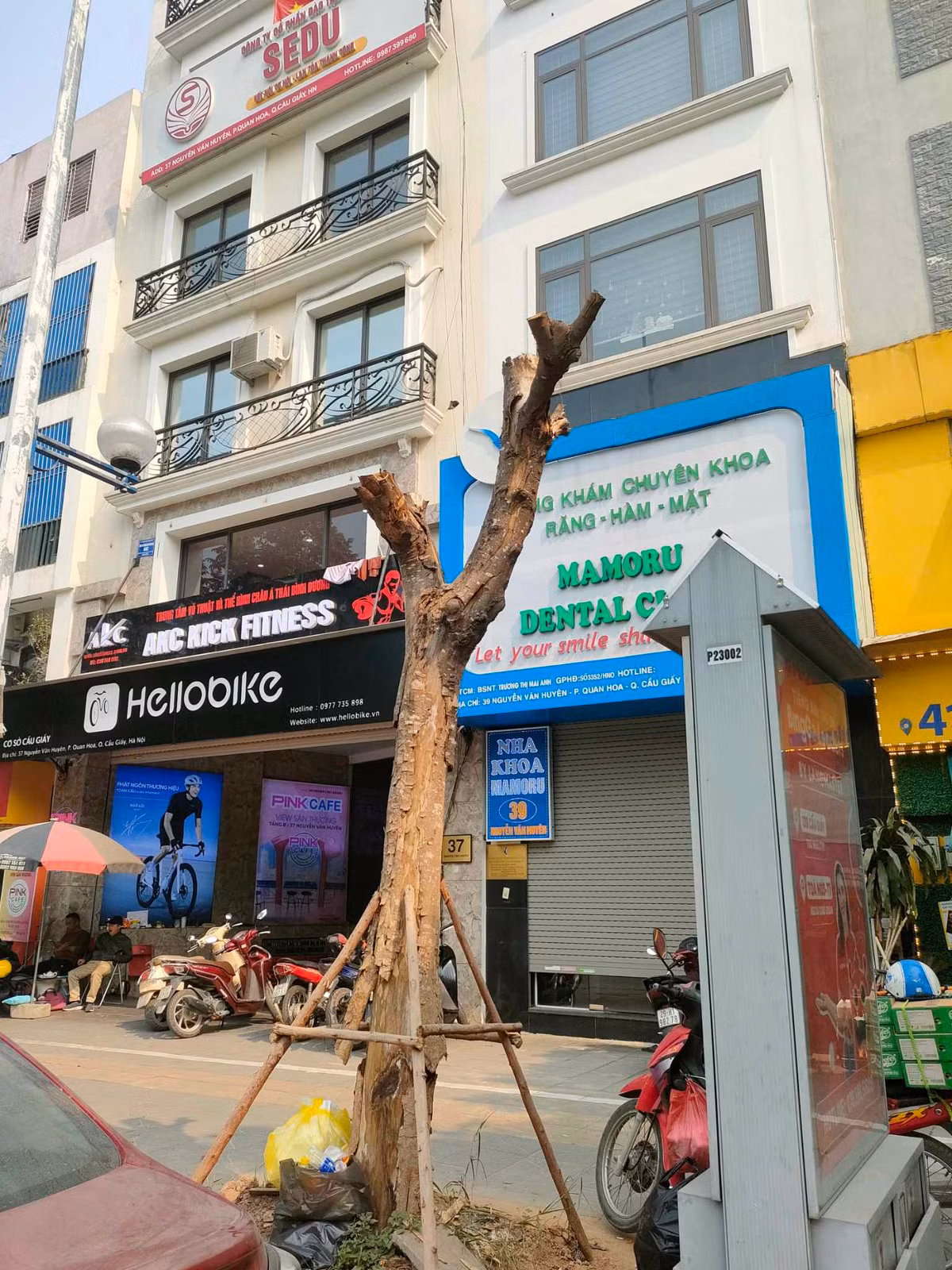 Một cây sưa đã chết khô. 